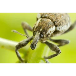 ECOstyle Aaltjes Val Tegen Taxuskever -Exporteren Boom Genot Winkel image 112