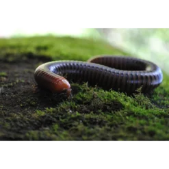 Luxan Ijzersulfaat 10 KG