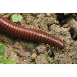 ECOstyle Aaltjes Tegen Veenmollen