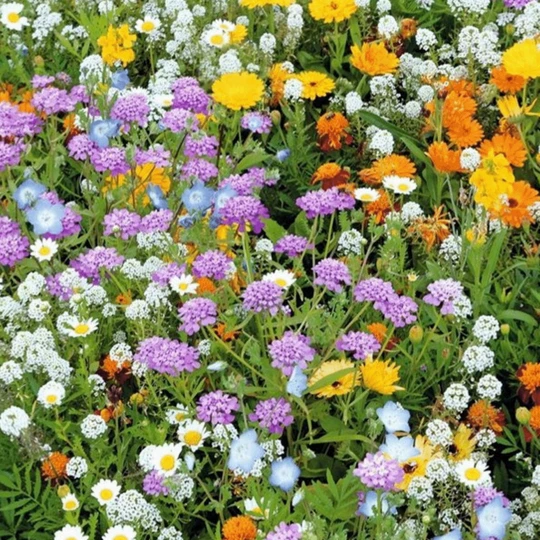 MRS Seeds & Mixtures Akkerflora 10-tal 8 MRS Seeds & Mixtures Akkerflora 10-tal - Afbeelding 6