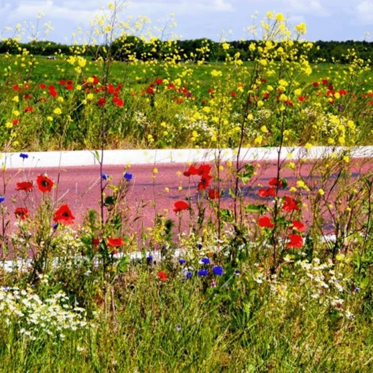 MRS Seeds & Mixtures Akkerflora 10-tal 9 MRS Seeds & Mixtures Akkerflora 10-tal - Afbeelding 7