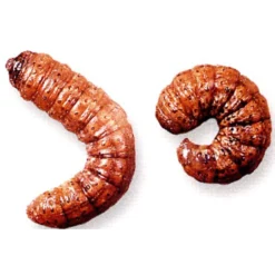 ECOstyle Aaltjes Tegen Aardrupsen -Exporteren Boom Genot Winkel image 134