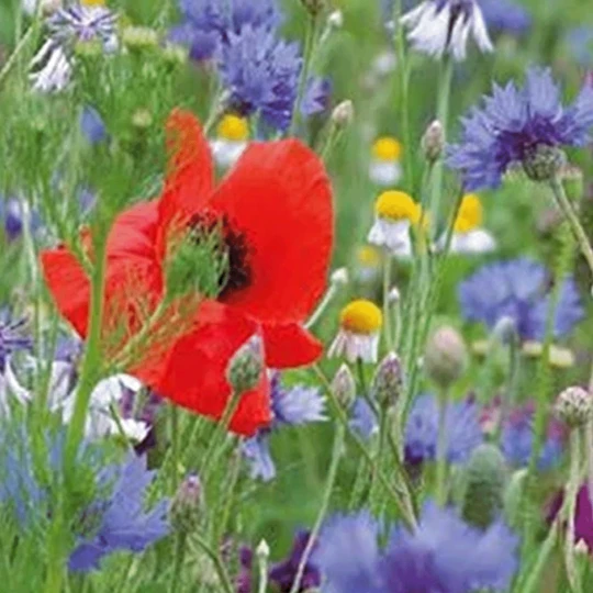 MRS Seeds & Mixtures Akkerflora 10-tal 10 MRS Seeds & Mixtures Akkerflora 10-tal - Afbeelding 8