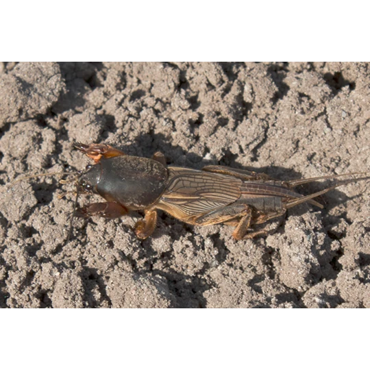 ECOstyle Aaltjes Tegen Veenmollen 4 ECOstyle Aaltjes Tegen Veenmollen - Afbeelding 2