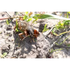 ECOstyle Aaltjes Tegen Veenmollen 7 ECOstyle Aaltjes Tegen Veenmollen -Exporteren Boom Genot Winkel image 144