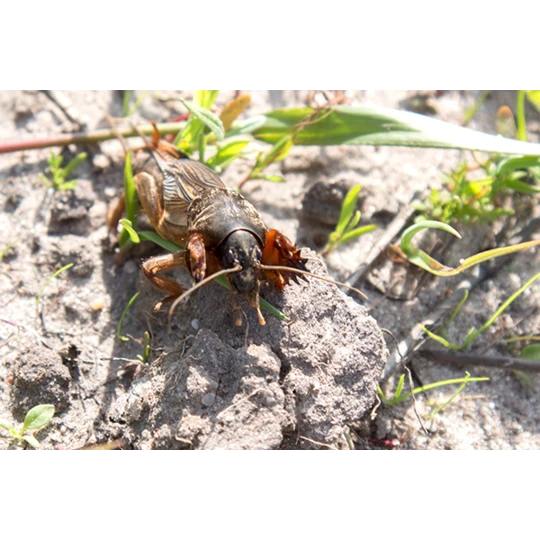 ECOstyle Aaltjes Tegen Veenmollen 5 ECOstyle Aaltjes Tegen Veenmollen - Afbeelding 3