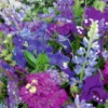 MRS Seeds & Mixtures Zomerbloemen - Blauwe Tinten Mix -Exporteren Boom Genot Winkel image 16