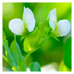 MRS Seeds & Mixtures Margrietenmengsel 1 - Inheems Natuurmengsel