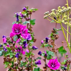 MRS Seeds & Mixtures Beweidingsmengsel Zandgrond - Type BWZ1