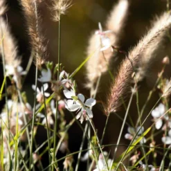 MRS Seeds & Mixtures G2 - Bloemrijk Grasland