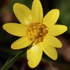 Blossombs Kraftzak Zaadbolletjes - Kies Je Kleur! -Exporteren Boom Genot Winkel image 33