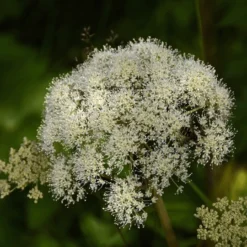 Blossombs Kraftzak Zaadbolletjes - Kies Je Kleur! -Exporteren Boom Genot Winkel image 34