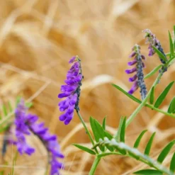 ECOstyle Aaltjes Tegen Rupsen