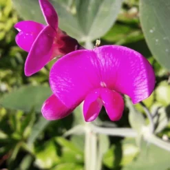 Burgon & Ball RHS Spade