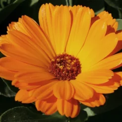 Burgon & Ball RHS Spade -Exporteren Boom Genot Winkel image 52