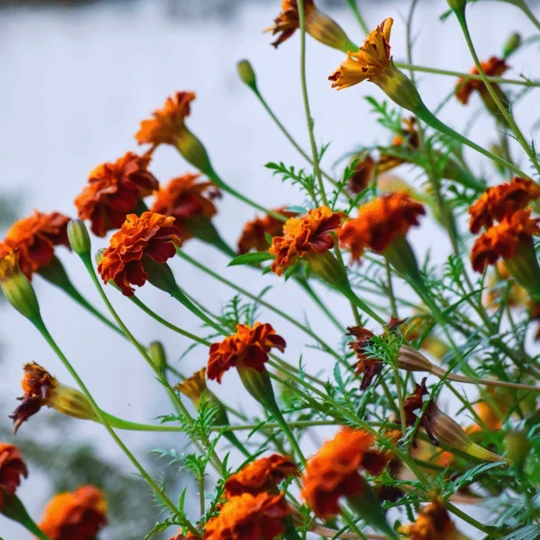 Roundup Gazon Onkruidvrij 1KG 4 Roundup Gazon Onkruidvrij 1KG - Afbeelding 2