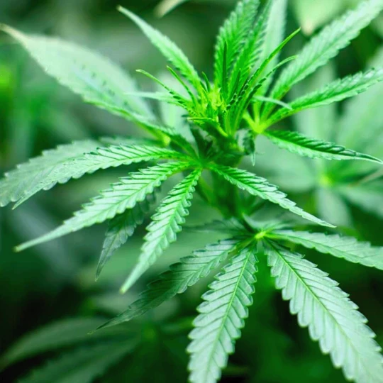 De Wiltfang Allround Beschermingshandschoen - Leer 3 De Wiltfang Allround Beschermingshandschoen - Leer