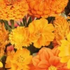 MRS Seeds & Mixtures Zomerbloemen Oranje Tinten Mix -Exporteren Boom Genot Winkel image 63