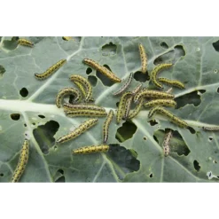 Earthway High-Output Breedstrooier Strooiwagen