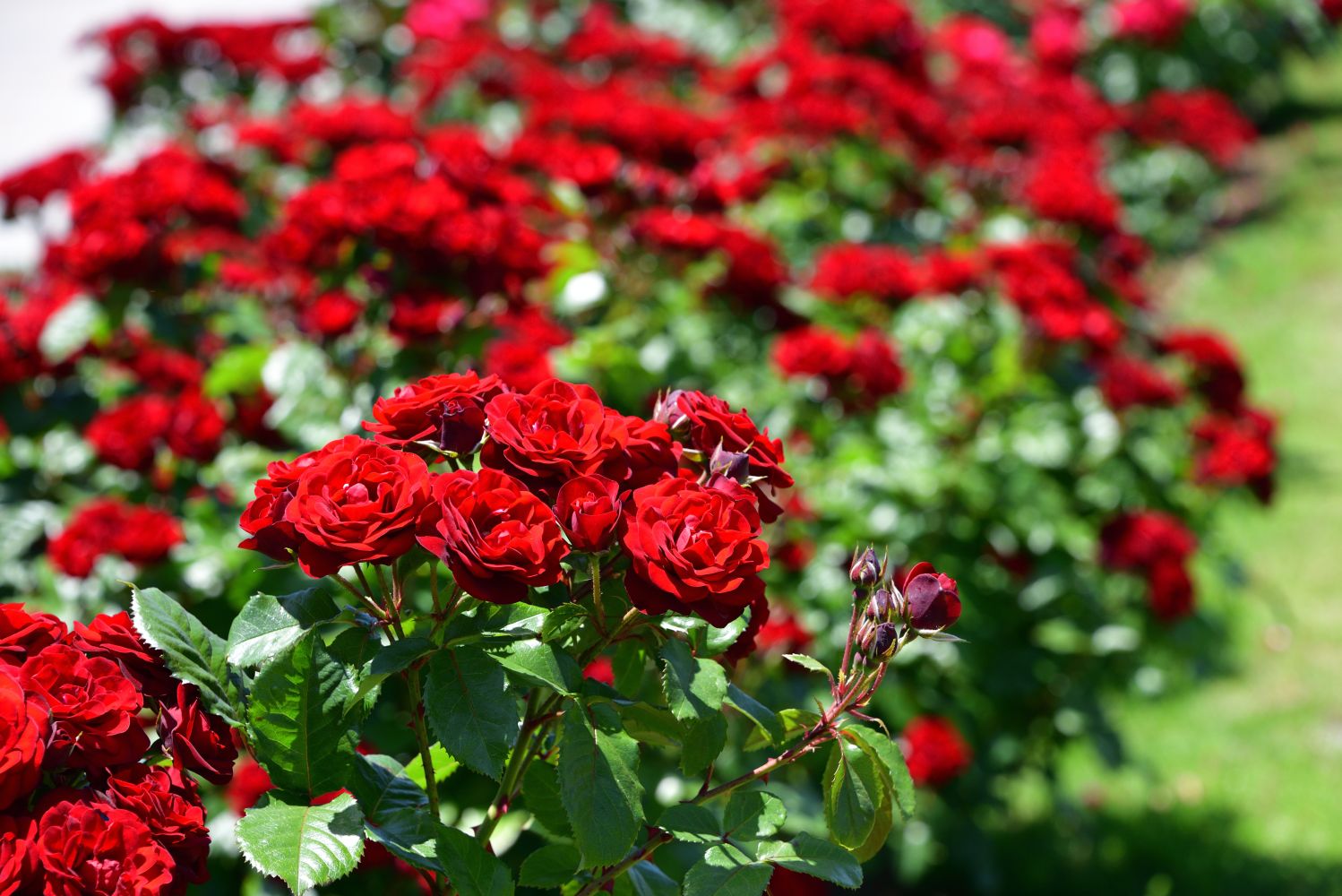 Exporteren Boom Genot Winkel -Exporteren Boom Genot Winkel red rose bush